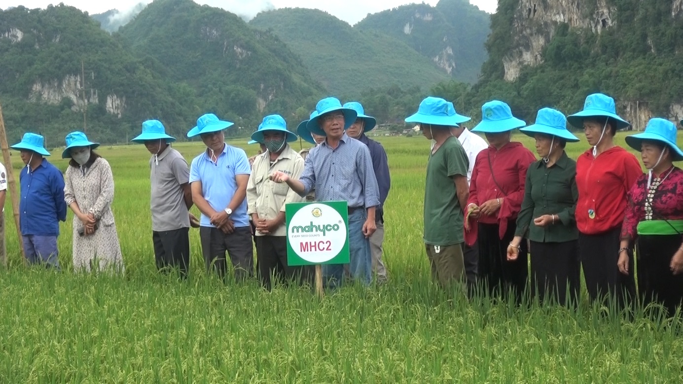 Hội thảo đầu bờ trình diễn 2 giống lúa Hà Phát 3 và MHC2          